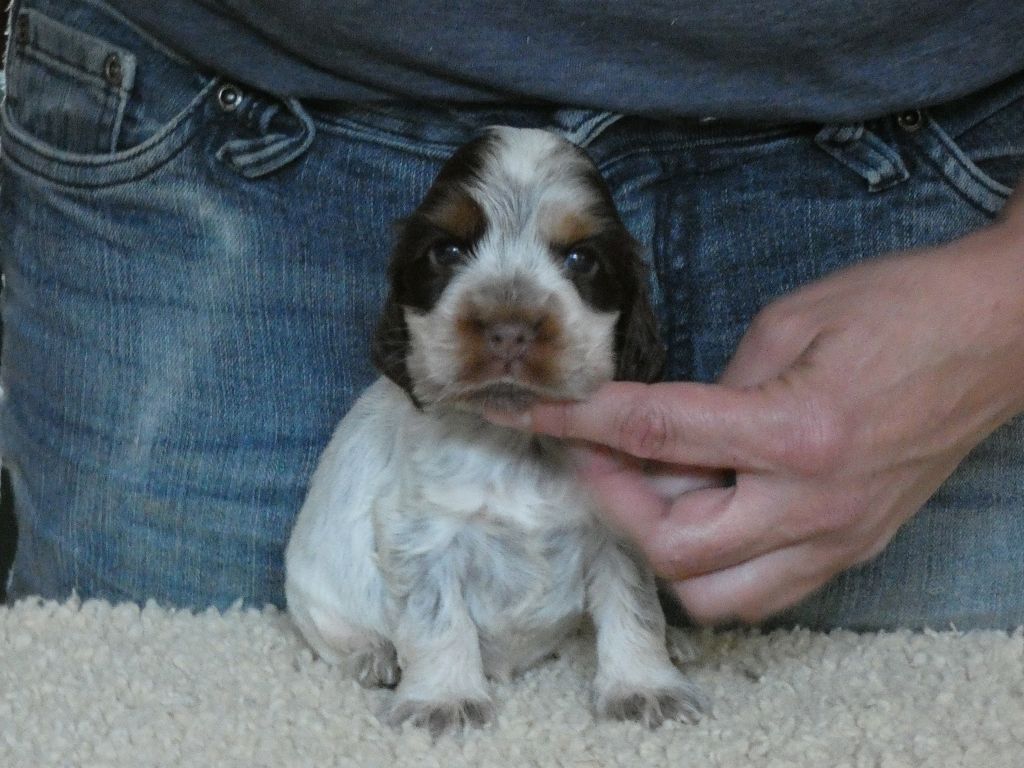 Ar Ti Marellek - Chiot disponible  - Cocker Spaniel Anglais