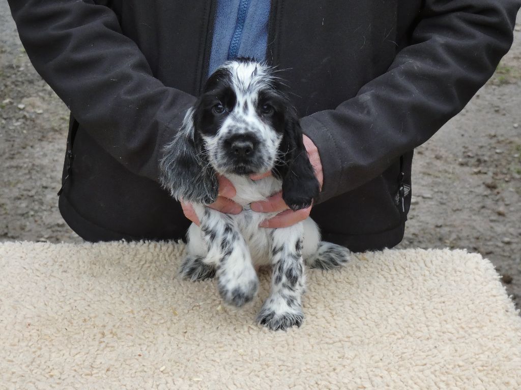 Ar Ti Marellek - Chiot disponible  - Cocker Spaniel Anglais