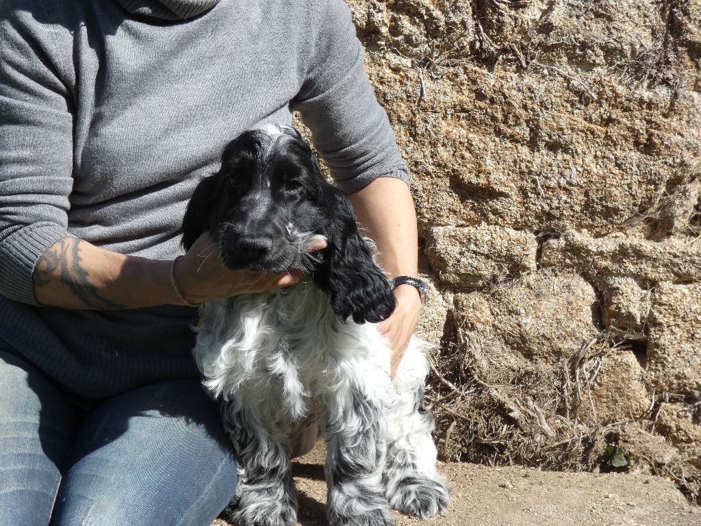 Ar Ti Marellek - Chiot disponible  - Cocker Spaniel Anglais