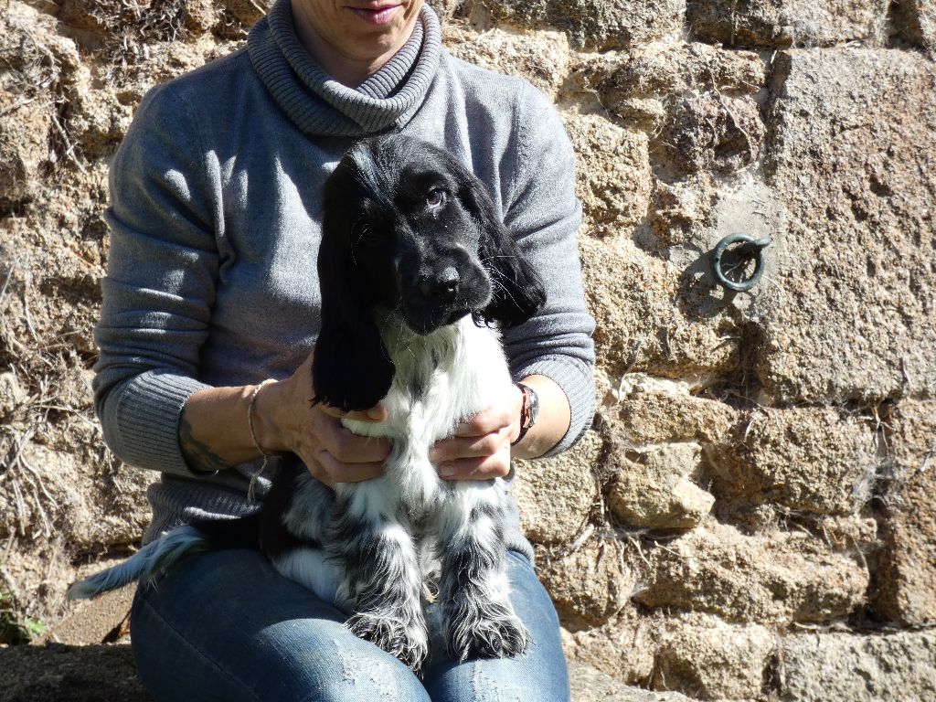 Ar Ti Marellek - Chiot disponible  - Cocker Spaniel Anglais