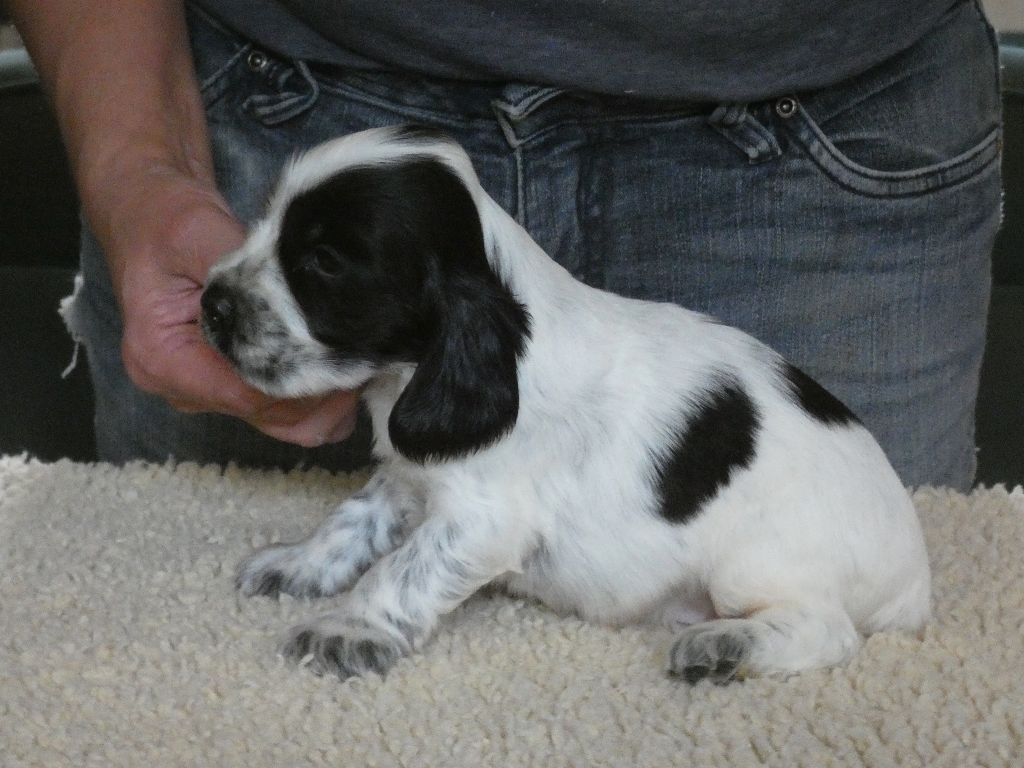 Ar Ti Marellek - Chiot disponible  - Cocker Spaniel Anglais