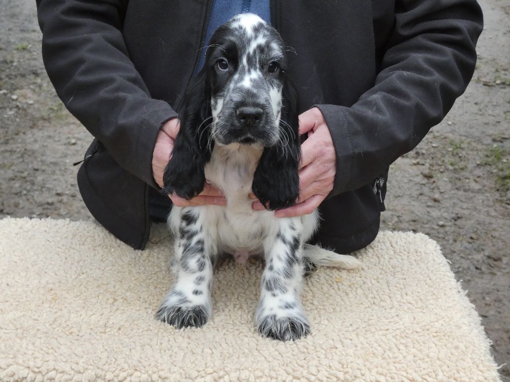 Ar Ti Marellek - Chiot disponible  - Cocker Spaniel Anglais