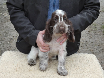 Ar Ti Marellek - Cocker Spaniel Anglais - Portée née le 08/10/2024