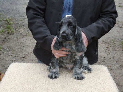 Ar Ti Marellek - Cocker Spaniel Anglais - Portée née le 01/10/2024