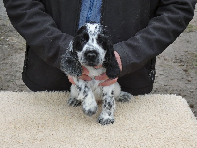 Ar Ti Marellek - Cocker Spaniel Anglais - Portée née le 08/11/2024