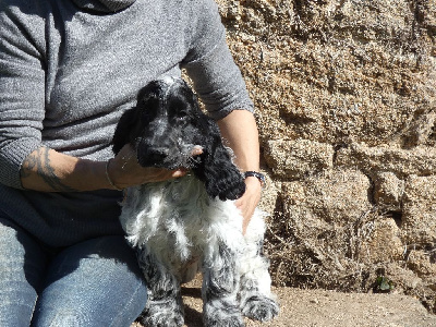 Ar Ti Marellek - Cocker Spaniel Anglais - Portée née le 26/05/2024