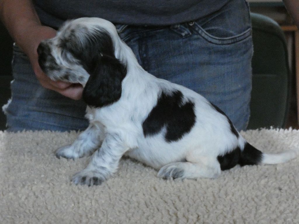 Ar Ti Marellek - Chiot disponible  - Cocker Spaniel Anglais