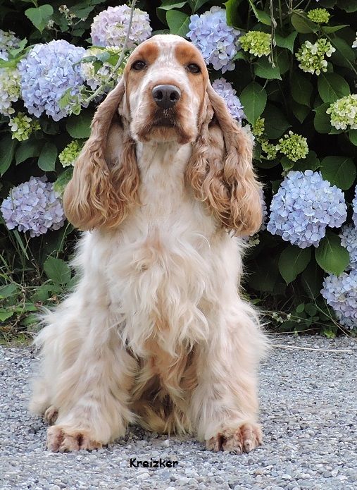 H'ireen Ar Ti Marellek