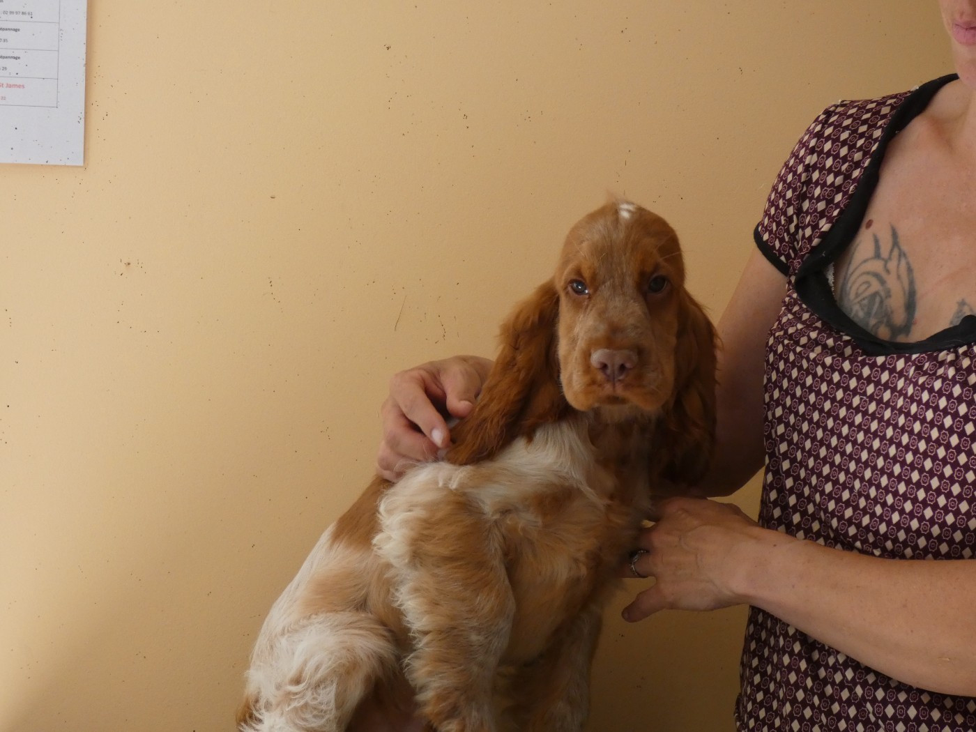Chiots disponibles