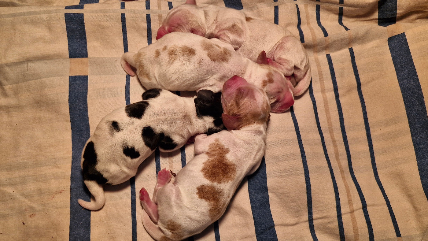 Chiot Cocker Spaniel Anglais Ar Ti Marellek