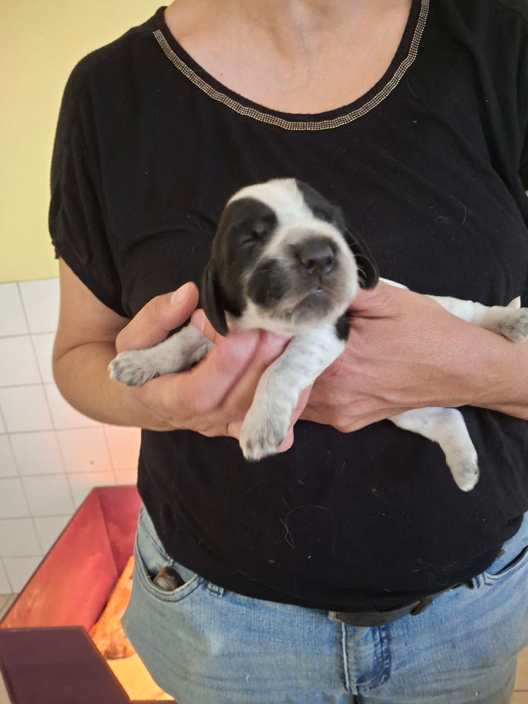 Ar Ti Marellek - Chiots disponibles - Cocker Spaniel Anglais