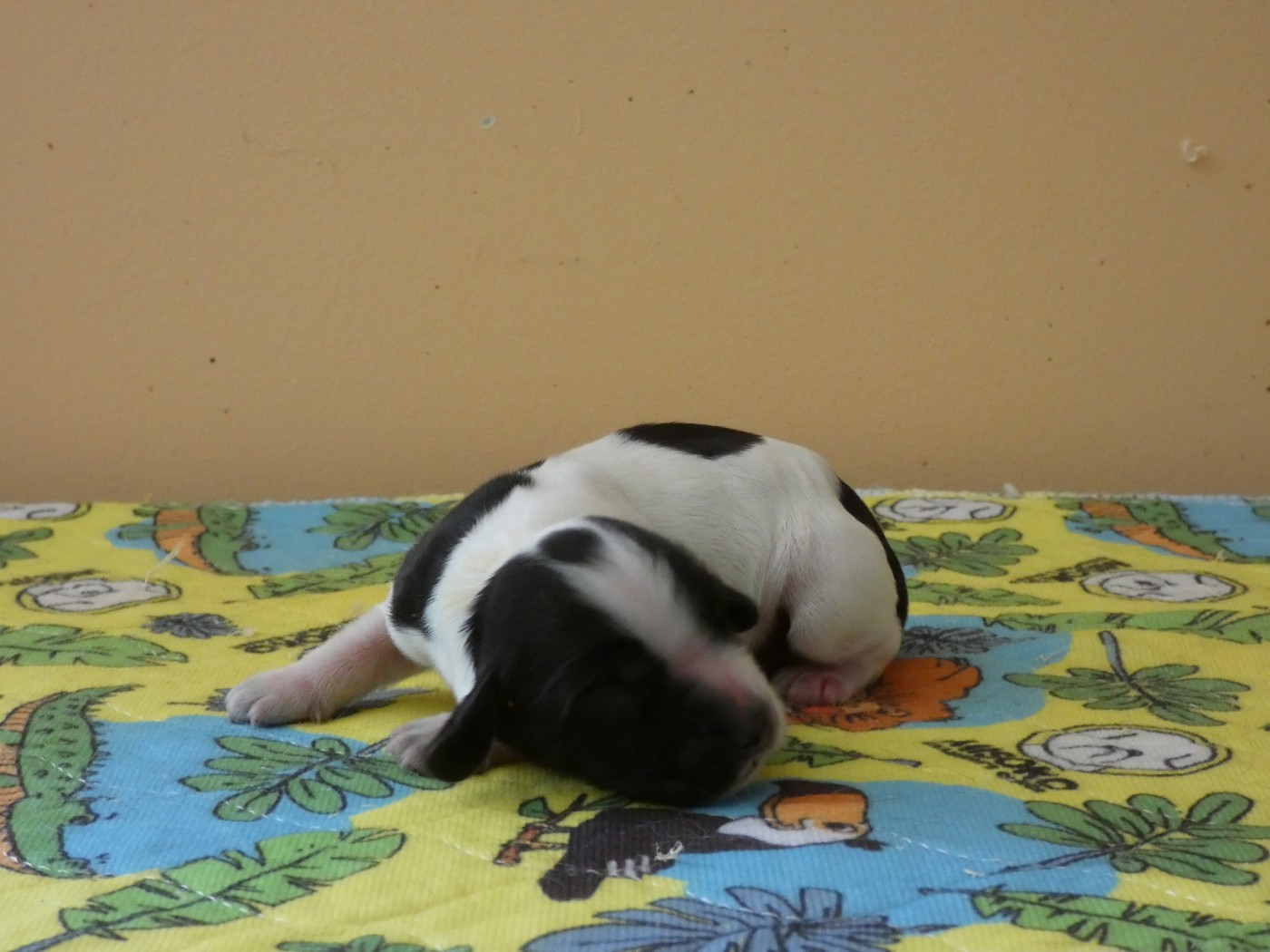 Ar Ti Marellek - Chiots disponibles - Cocker Spaniel Anglais