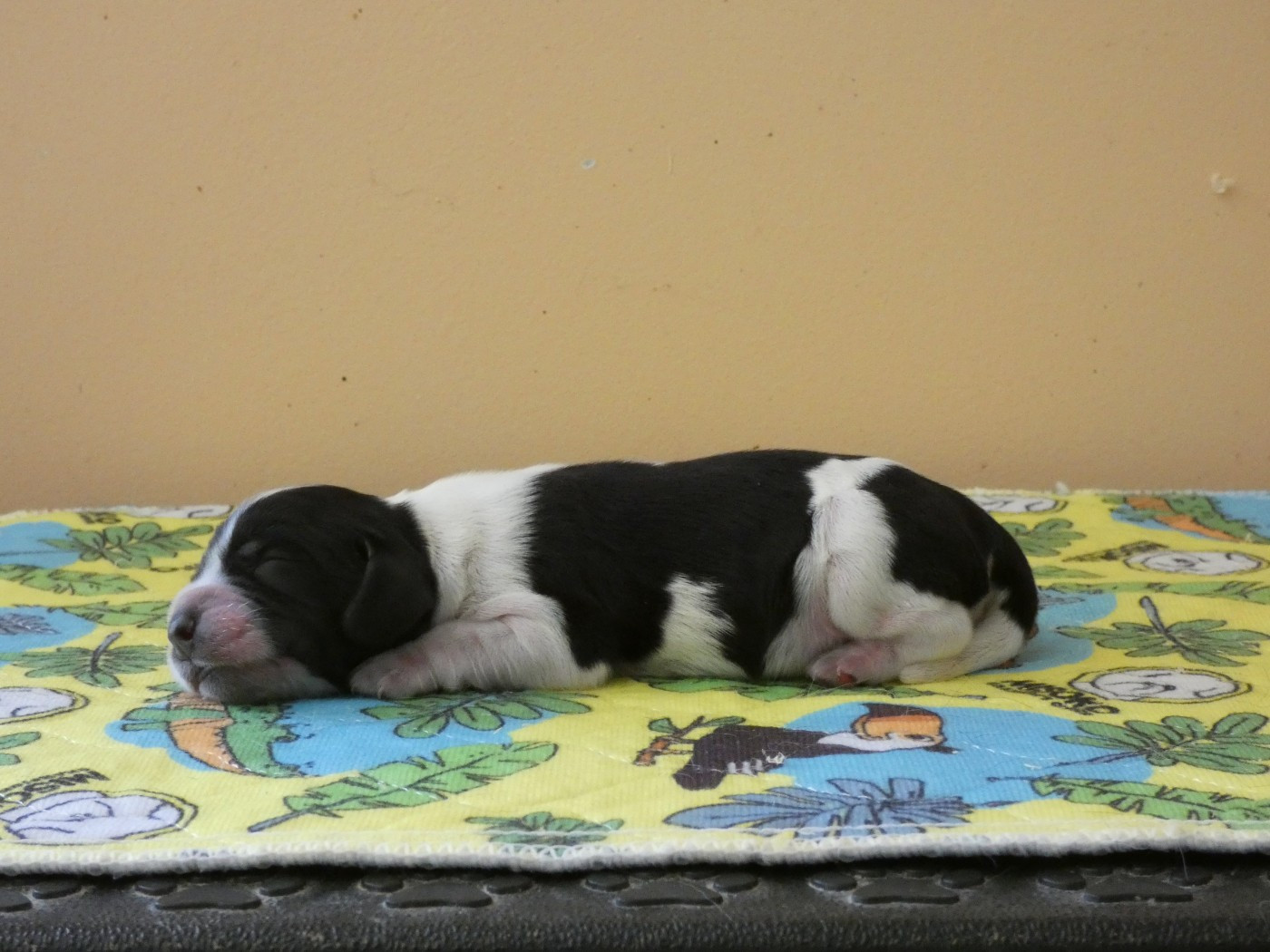Ar Ti Marellek - Chiots disponibles - Cocker Spaniel Anglais