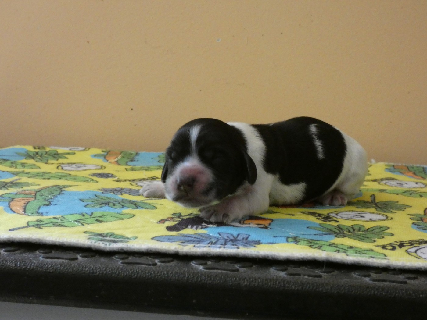 Ar Ti Marellek - Chiots disponibles - Cocker Spaniel Anglais