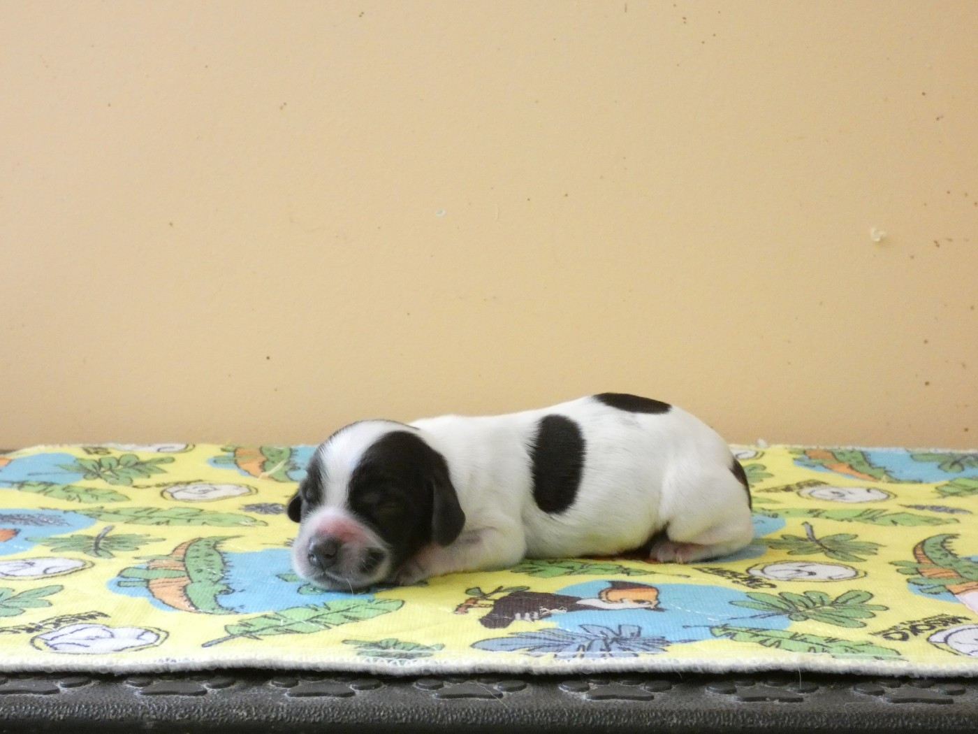 Ar Ti Marellek - Chiots disponibles - Cocker Spaniel Anglais