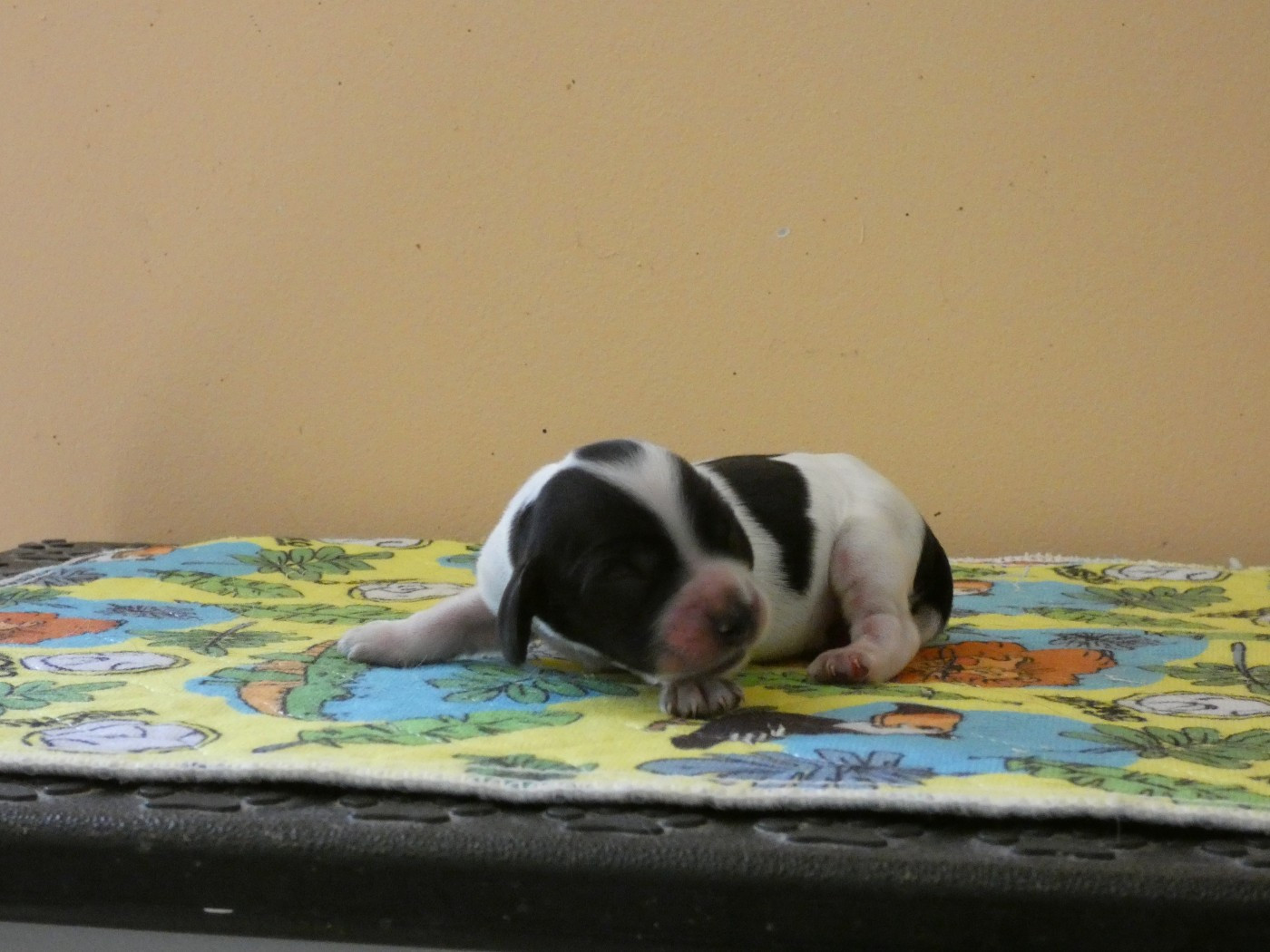 Ar Ti Marellek - Chiots disponibles - Cocker Spaniel Anglais
