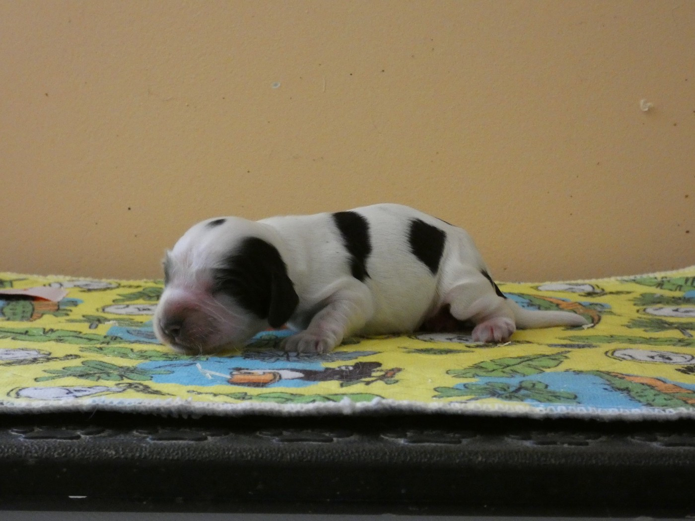 Ar Ti Marellek - Chiots disponibles - Cocker Spaniel Anglais