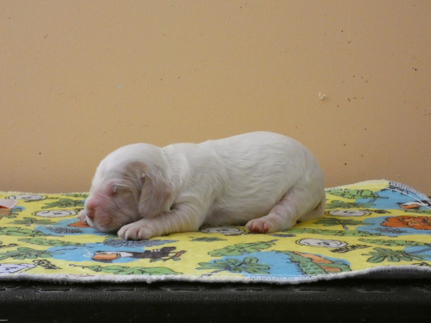 Ar Ti Marellek - Chiots disponibles - Cocker Spaniel Anglais
