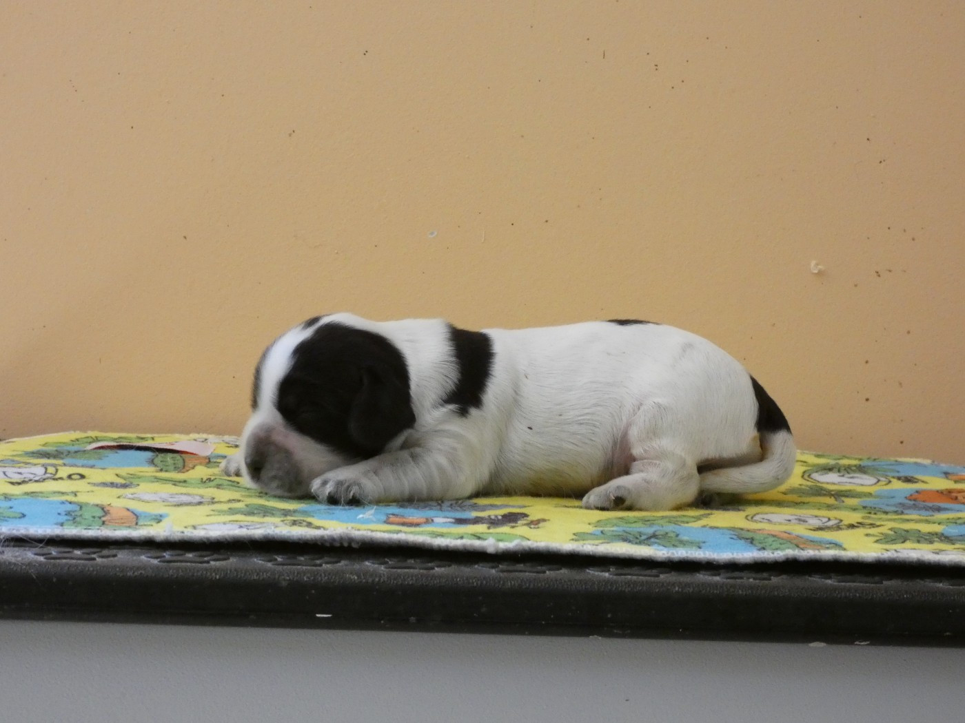Ar Ti Marellek - Chiots disponibles - Cocker Spaniel Anglais