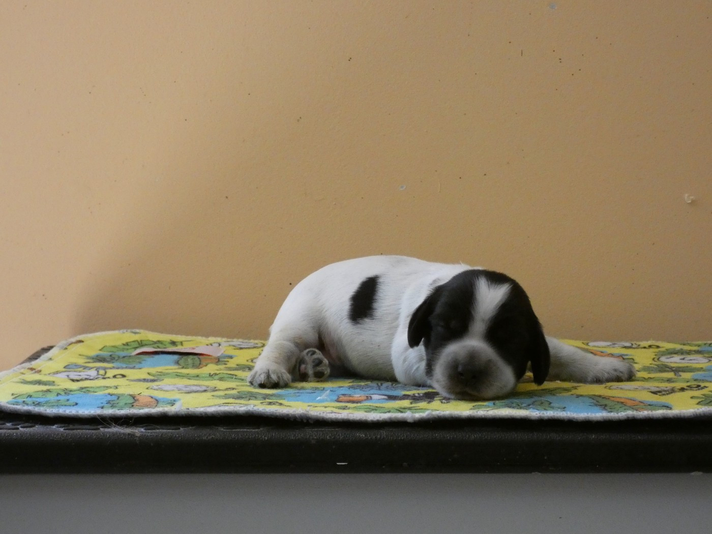 Ar Ti Marellek - Chiots disponibles - Cocker Spaniel Anglais