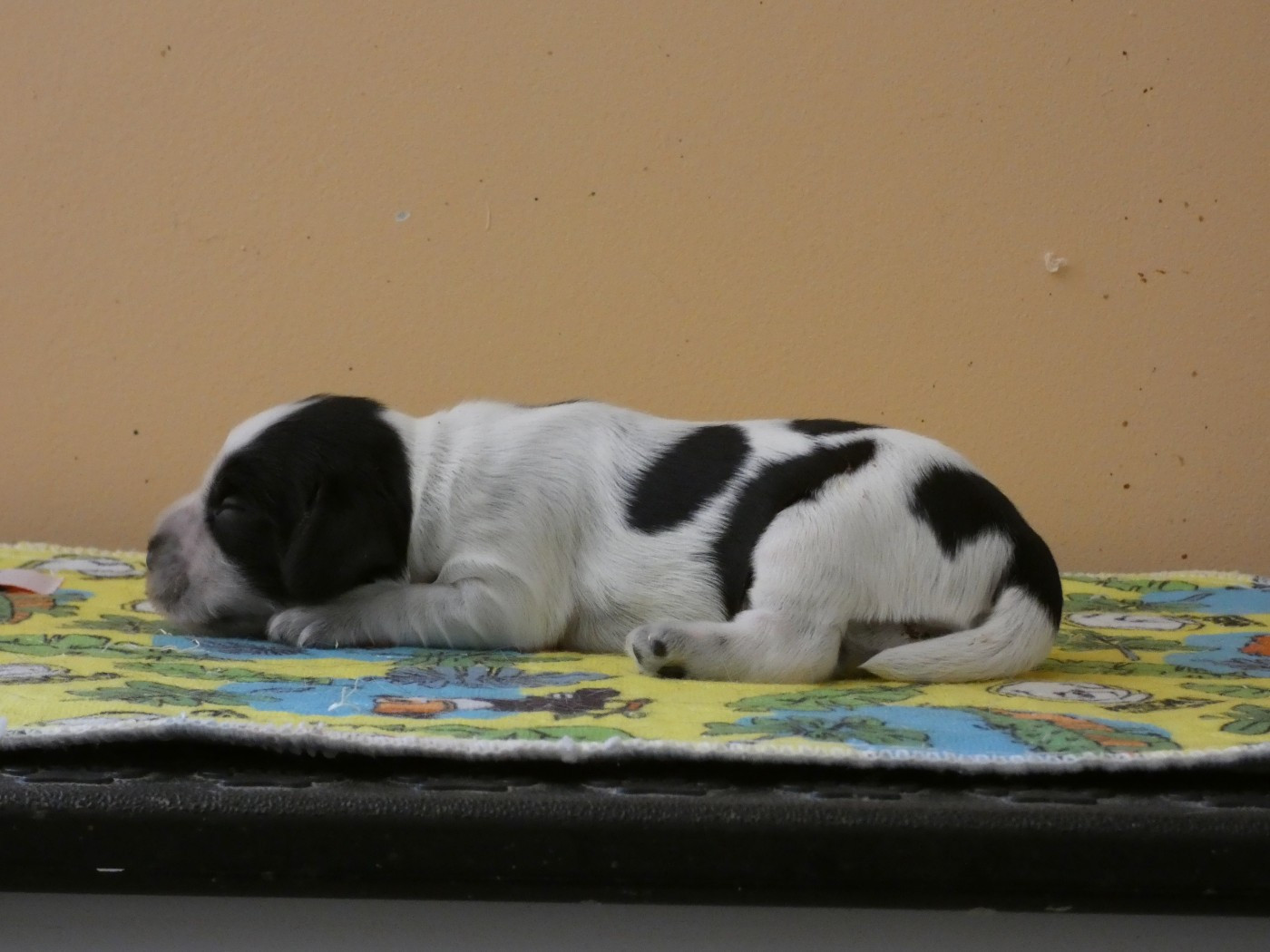 Ar Ti Marellek - Chiots disponibles - Cocker Spaniel Anglais