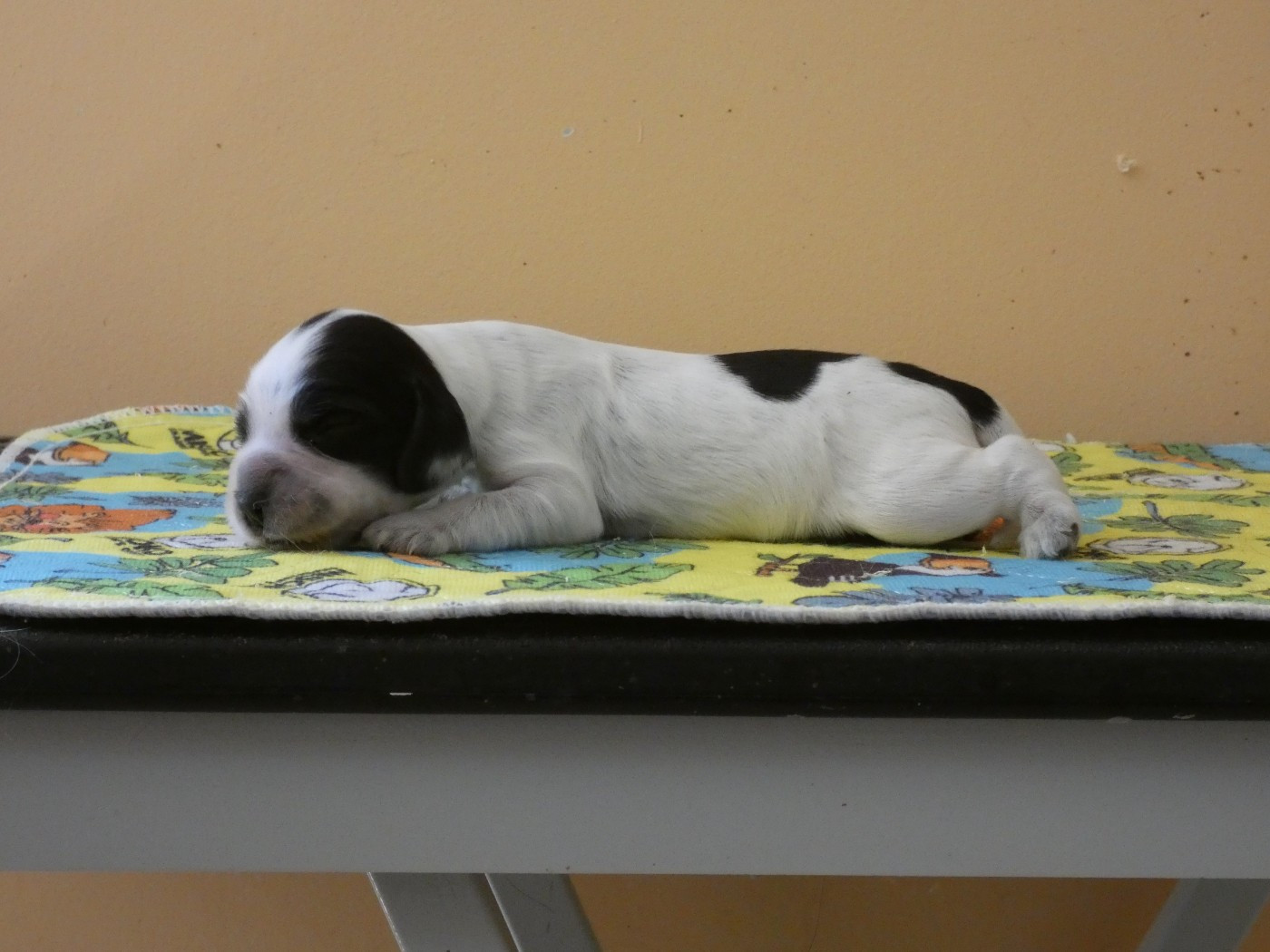 Ar Ti Marellek - Chiots disponibles - Cocker Spaniel Anglais