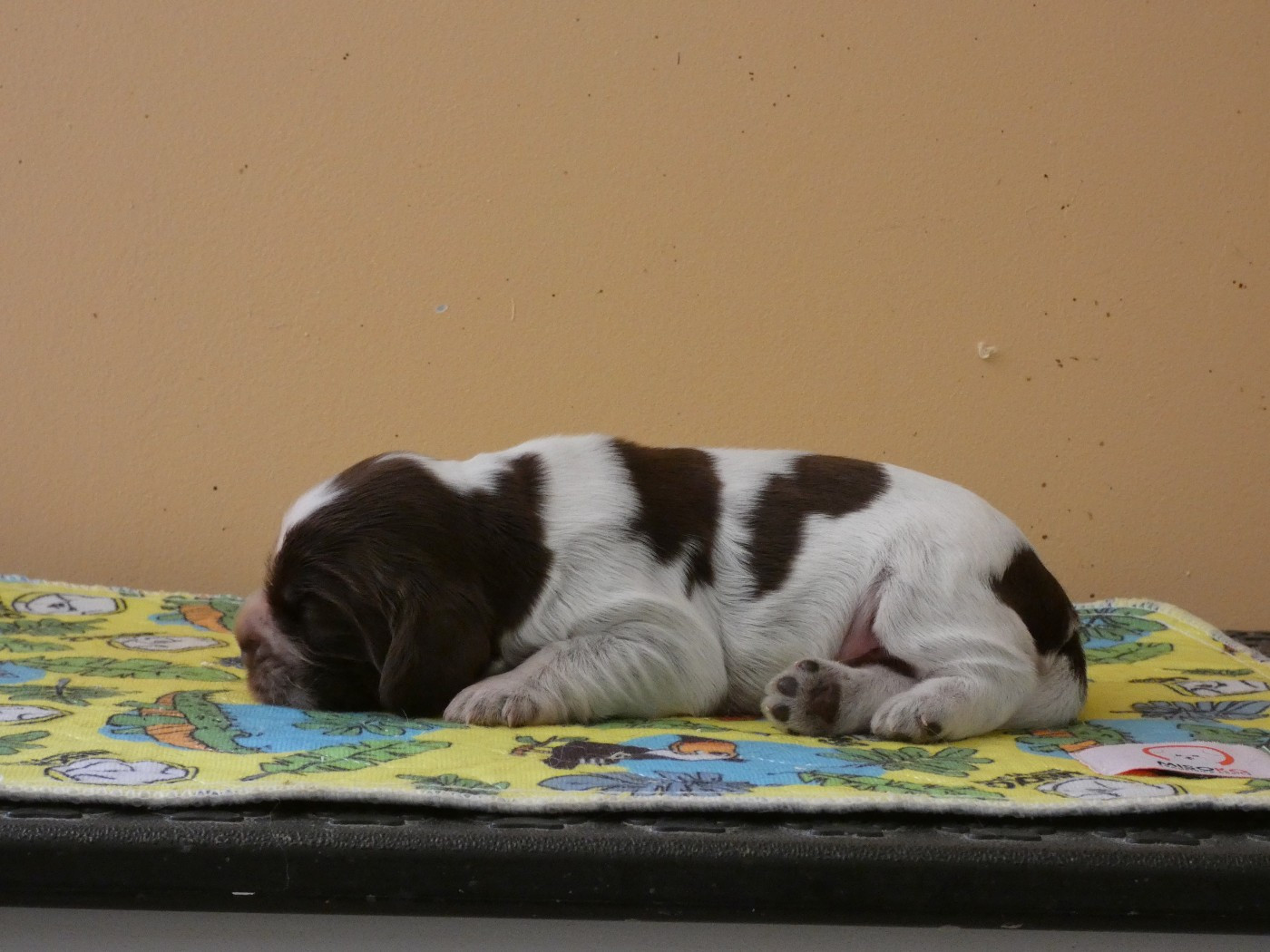 Ar Ti Marellek - Chiots disponibles - Cocker Spaniel Anglais