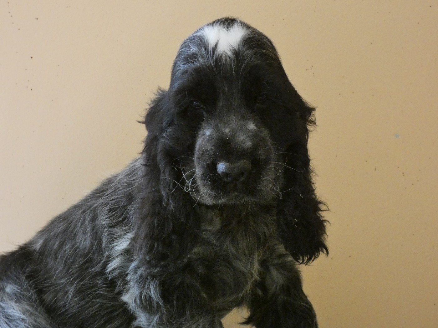 Ar Ti Marellek - Chiots disponibles - Cocker Spaniel Anglais