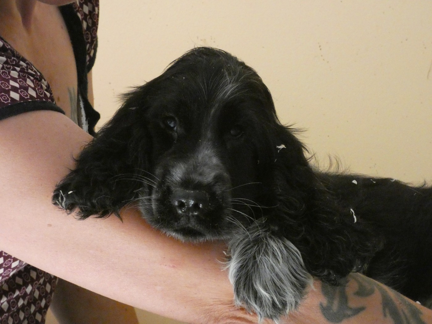 Ar Ti Marellek - Chiots disponibles - Cocker Spaniel Anglais