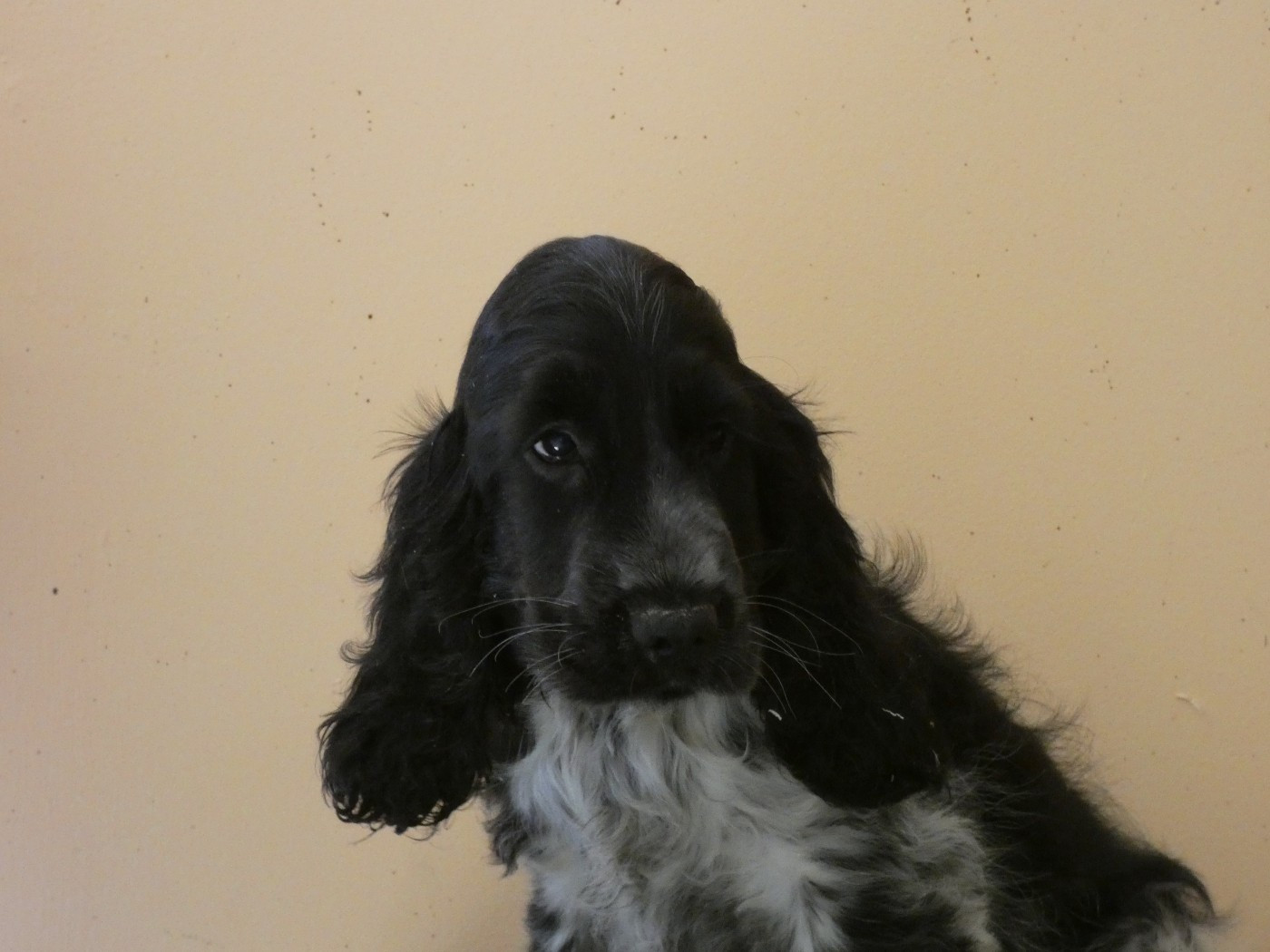 Ar Ti Marellek - Chiots disponibles - Cocker Spaniel Anglais