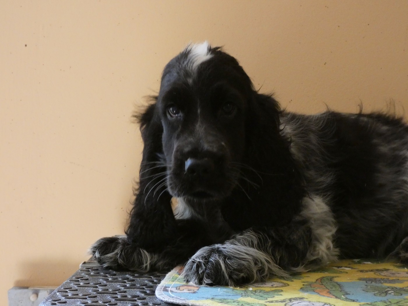 Ar Ti Marellek - Chiots disponibles - Cocker Spaniel Anglais
