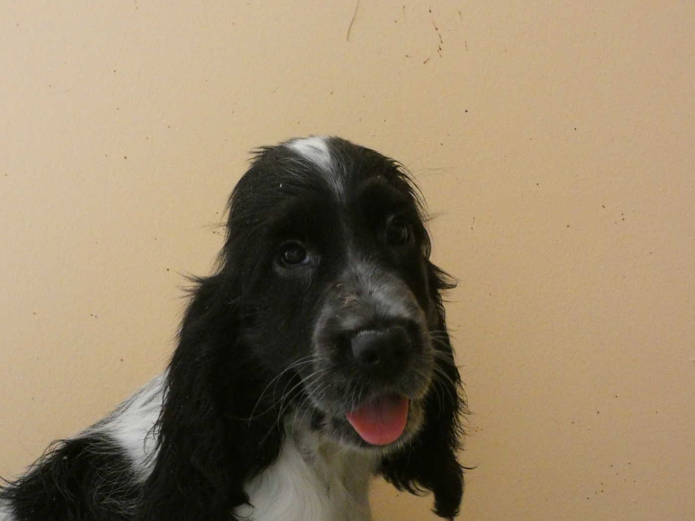 Ar Ti Marellek - Chiots disponibles - Cocker Spaniel Anglais