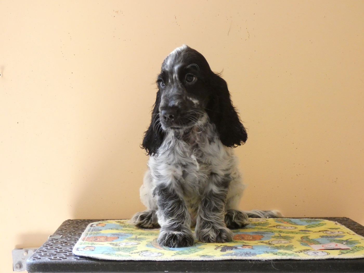 Ar Ti Marellek - Chiots disponibles - Cocker Spaniel Anglais