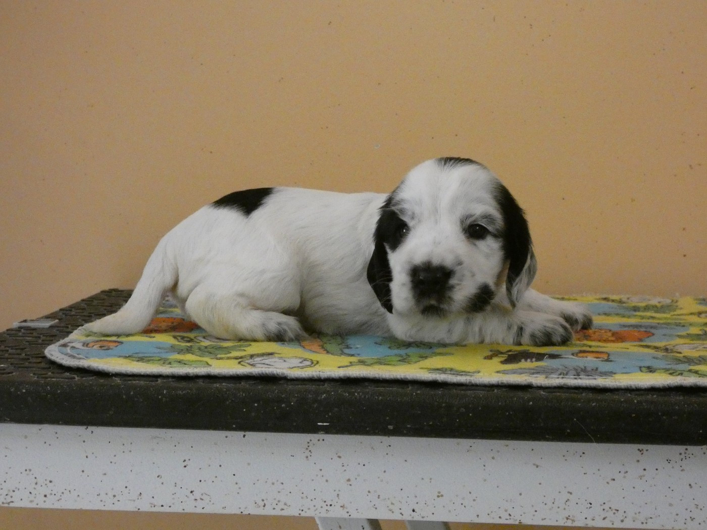 Ar Ti Marellek - Chiots disponibles - Cocker Spaniel Anglais
