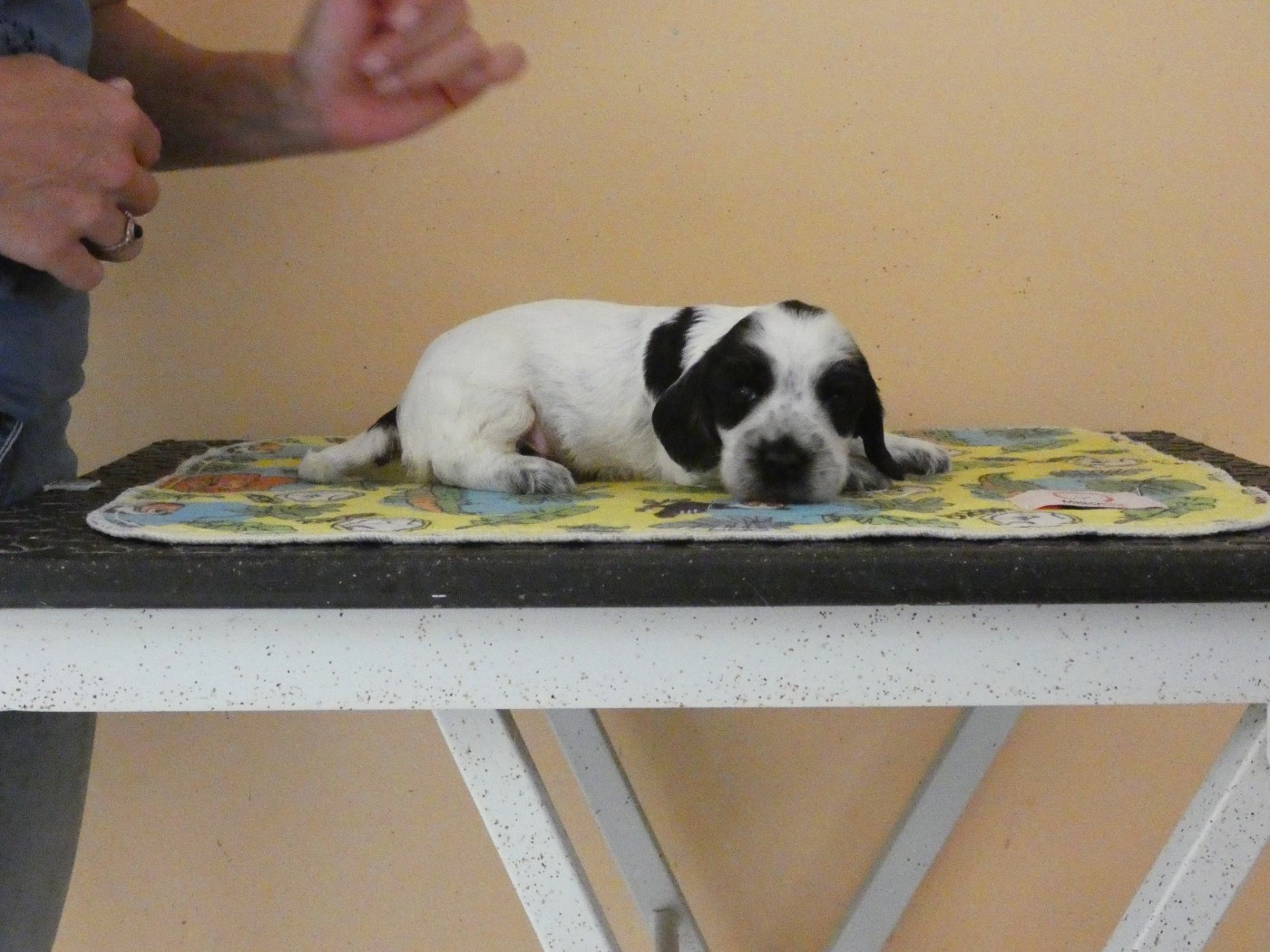 Ar Ti Marellek - Chiots disponibles - Cocker Spaniel Anglais