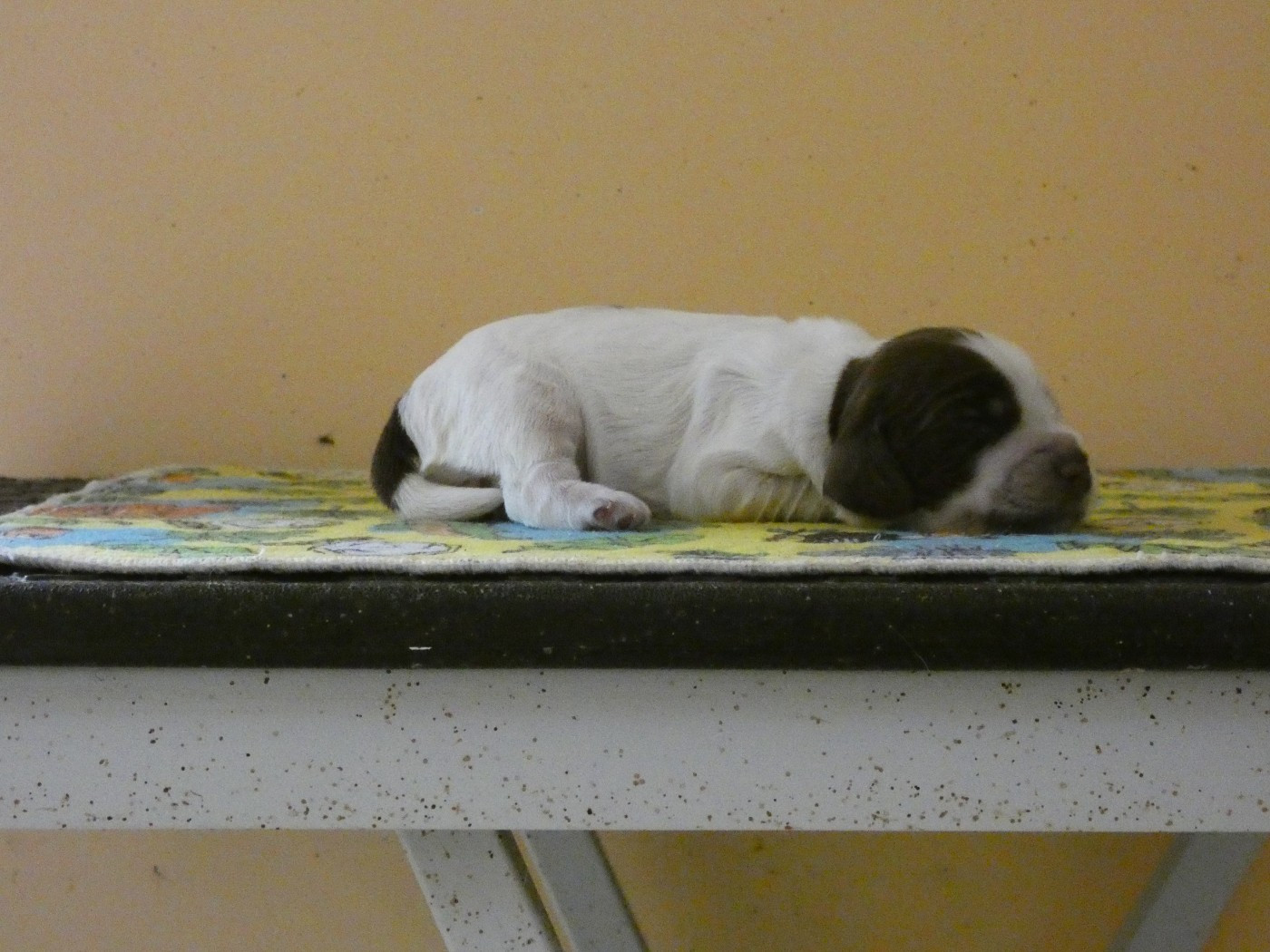 Ar Ti Marellek - Chiots disponibles - Cocker Spaniel Anglais