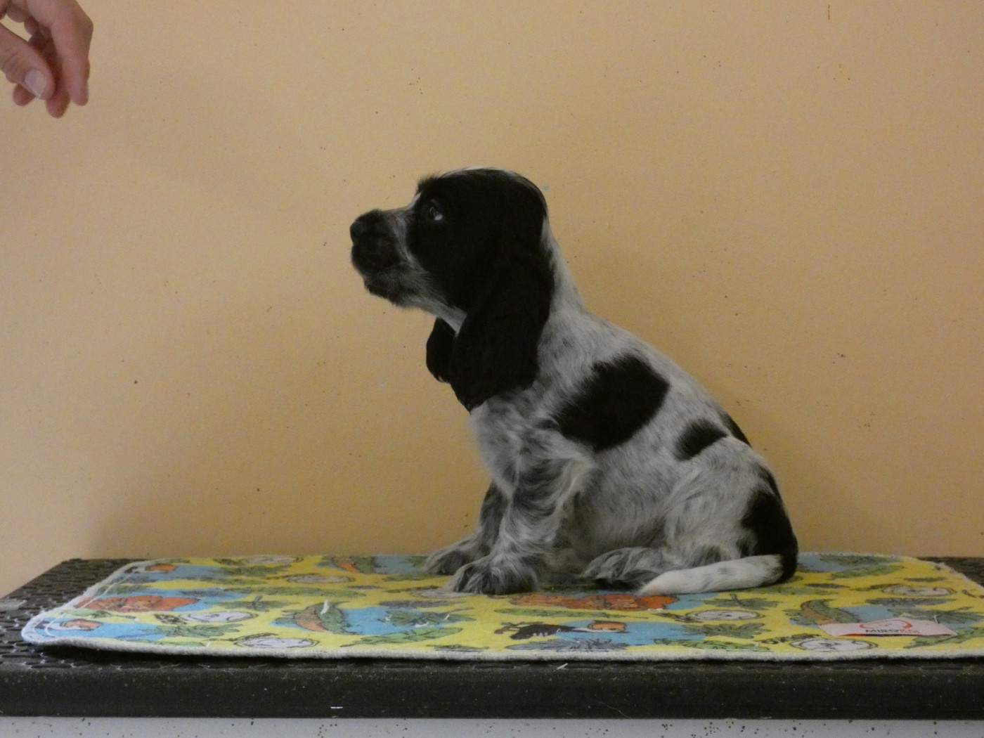 Ar Ti Marellek - Chiots disponibles - Cocker Spaniel Anglais