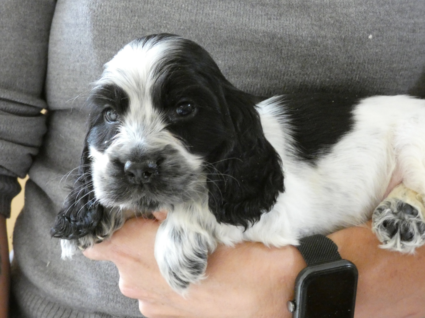 Ar Ti Marellek - Chiots disponibles - Cocker Spaniel Anglais