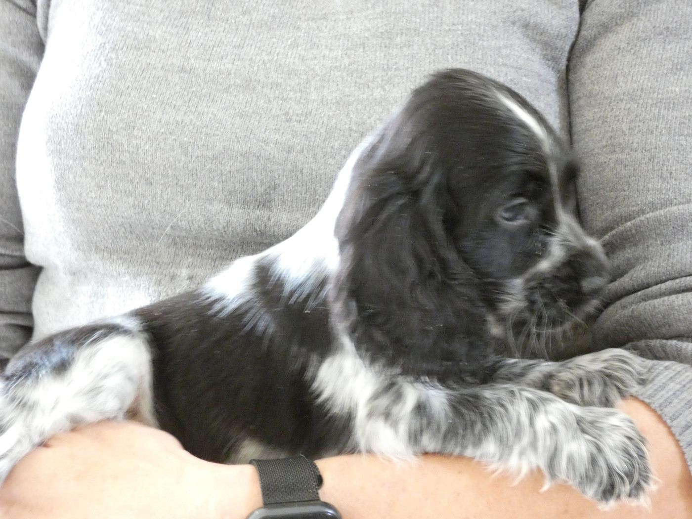 Ar Ti Marellek - Chiots disponibles - Cocker Spaniel Anglais