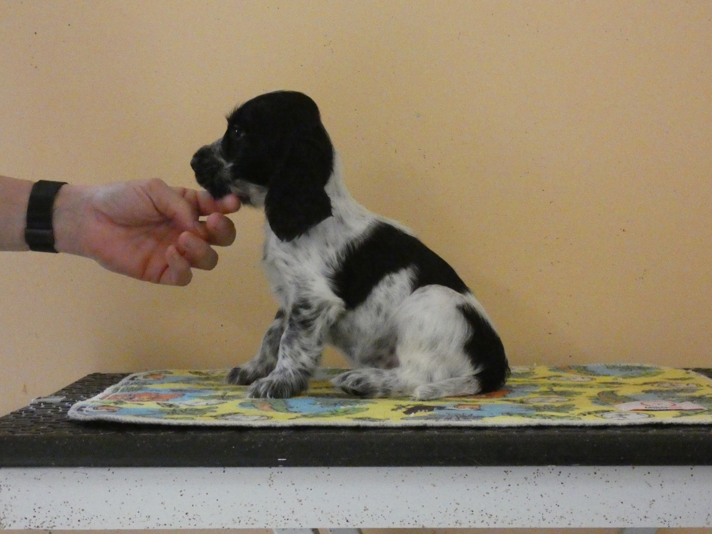 Ar Ti Marellek - Chiots disponibles - Cocker Spaniel Anglais