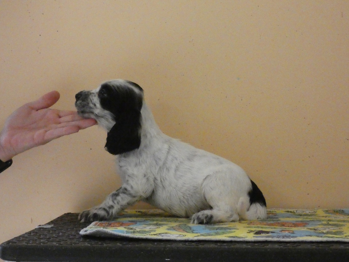 Ar Ti Marellek - Chiots disponibles - Cocker Spaniel Anglais