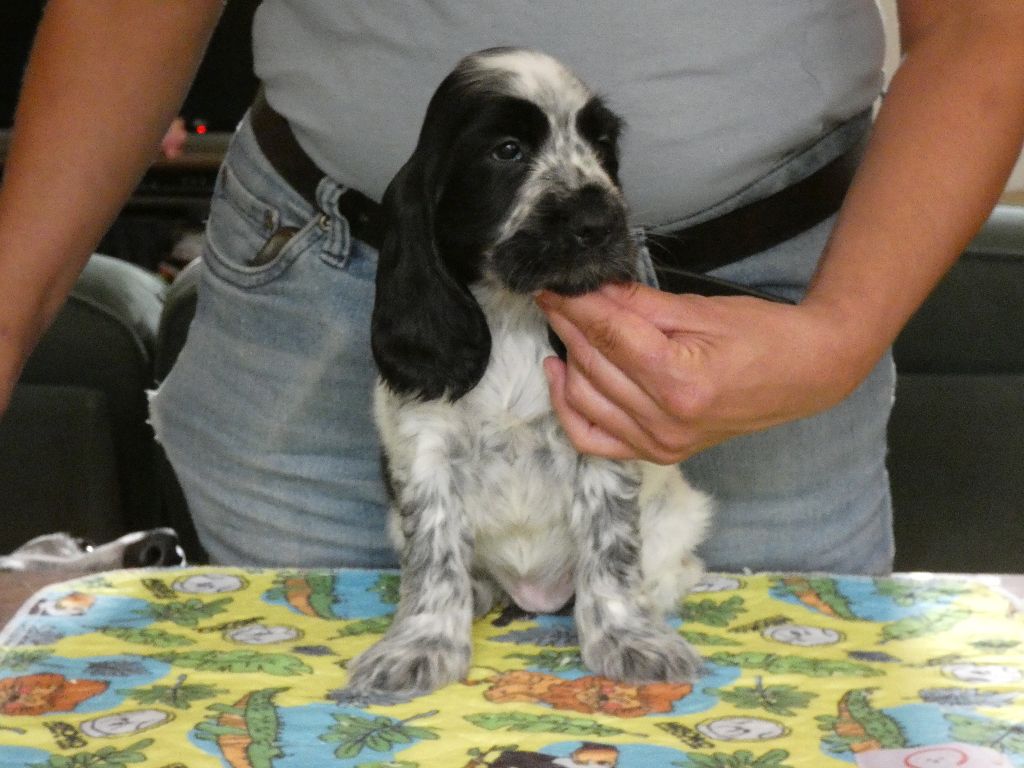 Ar Ti Marellek - Chiots disponibles - Cocker Spaniel Anglais