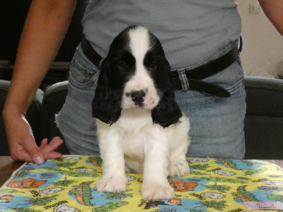 CHIOT 1