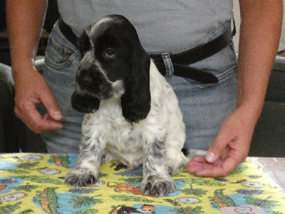 CHIOT 2