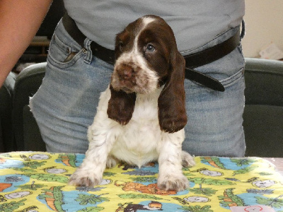 CHIOT 3
